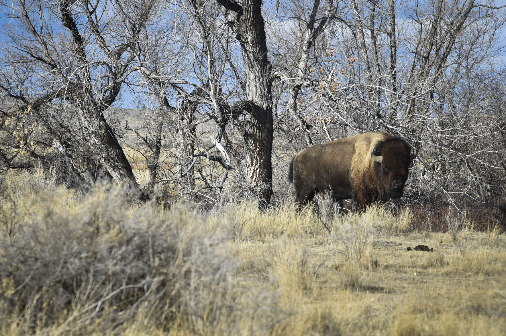APR Bison Harvest
